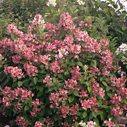 Hydrangea Bulk