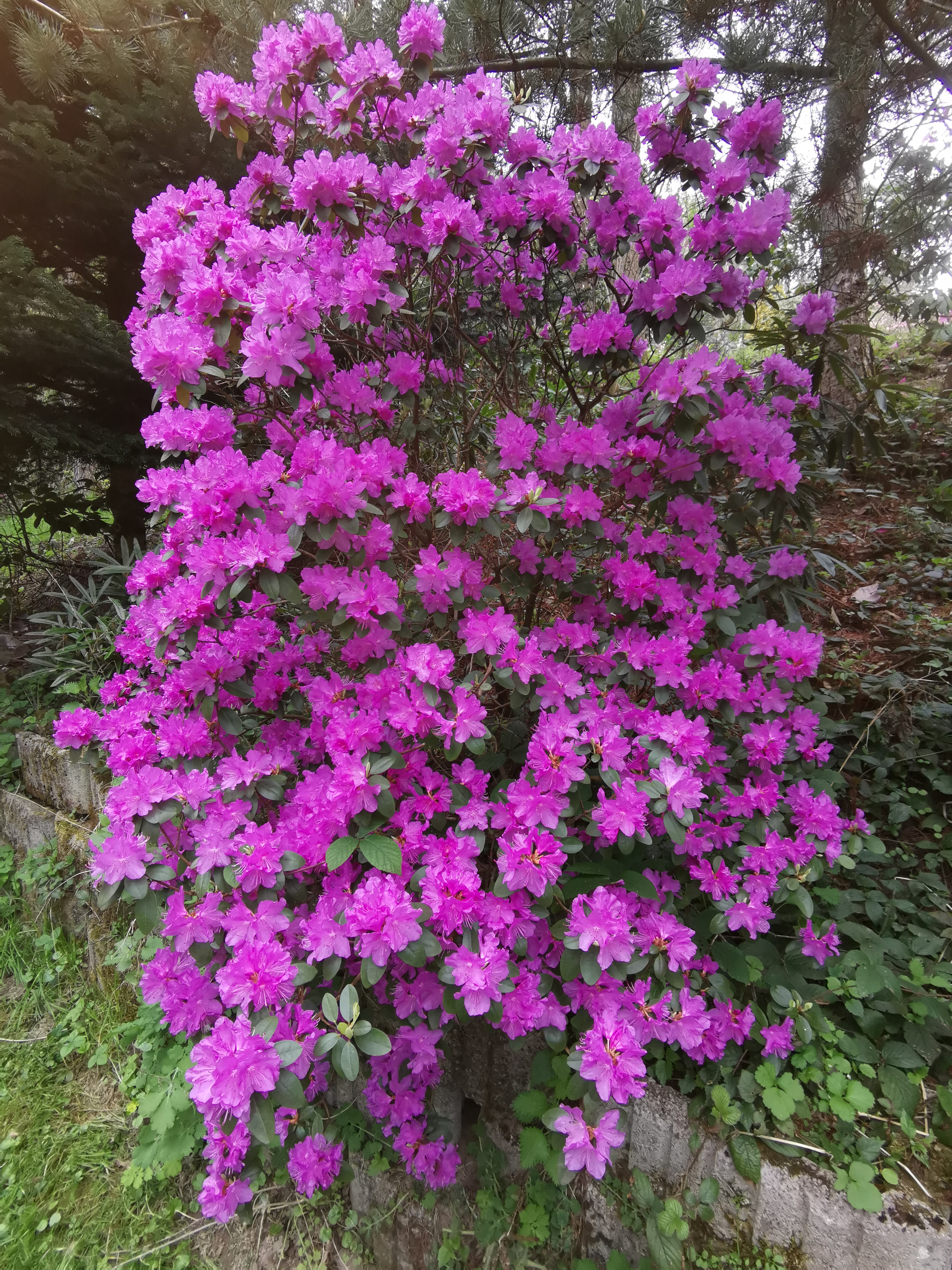 Rhododendron augustinii