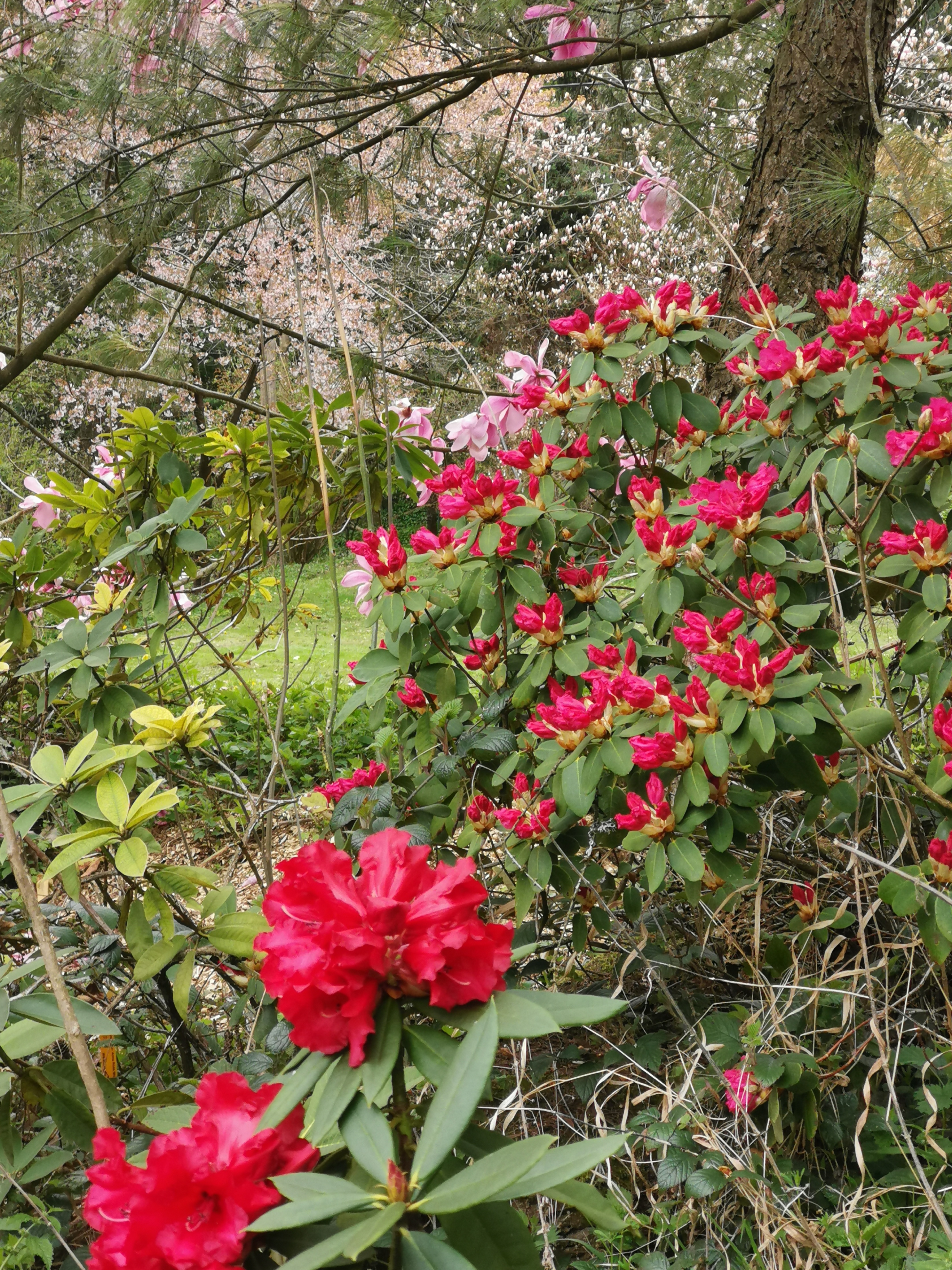 Rhododendren