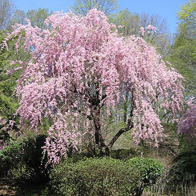 Pendula Rubra