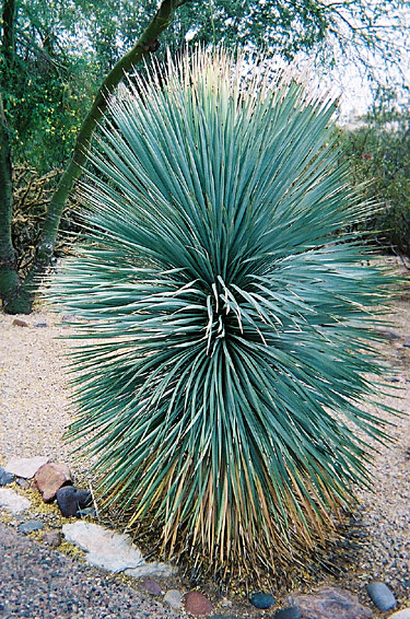 Yucca rostrata