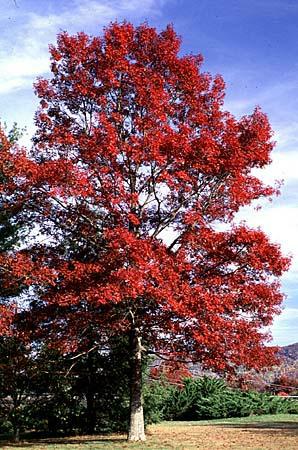 Quercus coccinea